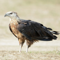 Pallas's Fish-Eagle